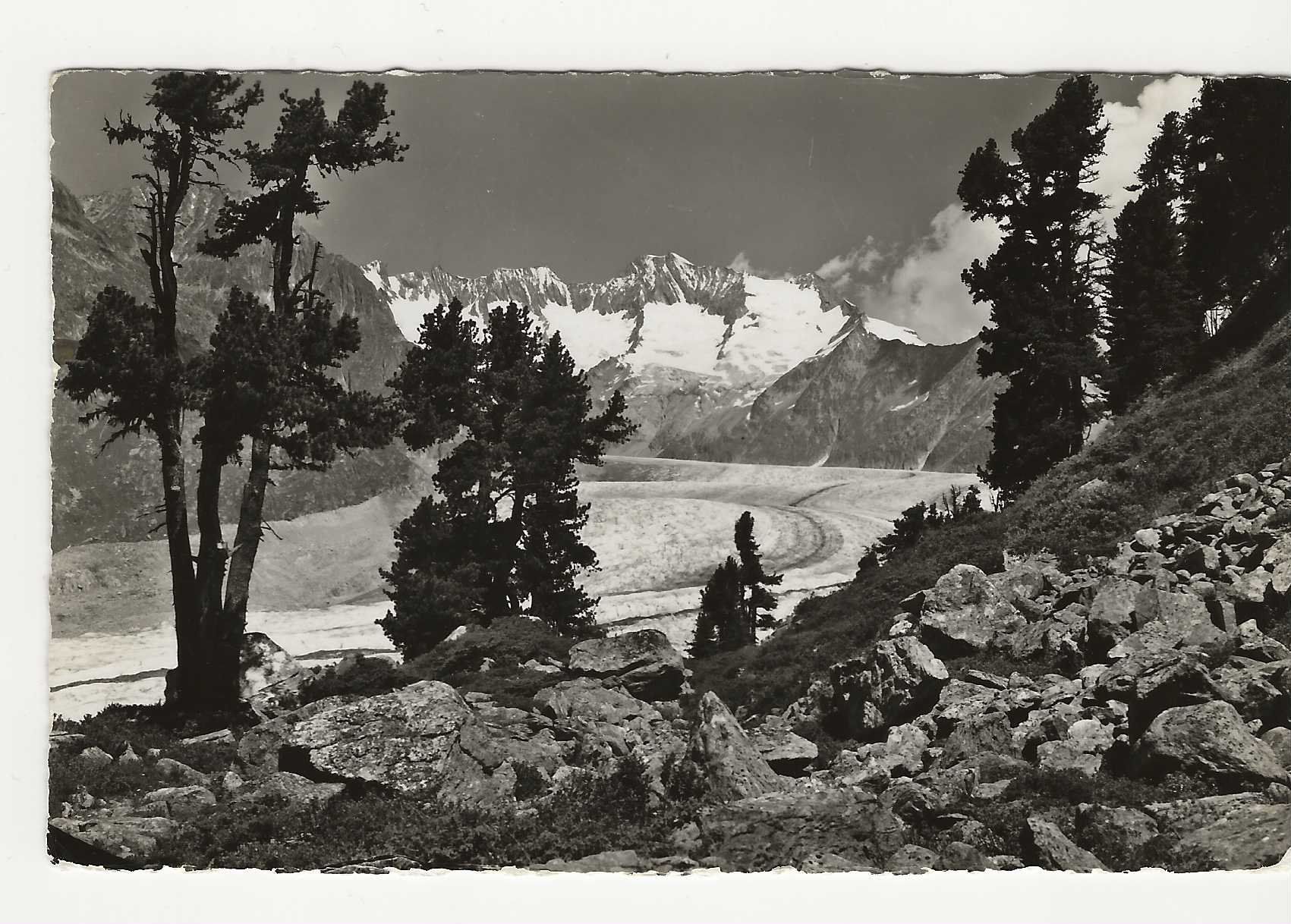 Cartoline postali: NATURSCHUTZGEBIET  ALETSCHWALD   1951 – Usato da Küttigen venduto da rolypo