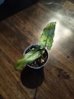 Alocasia lauterbachiana variegata