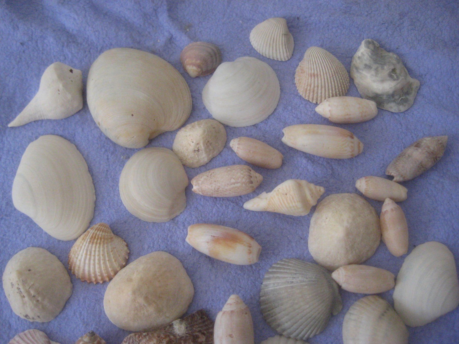 Fossili: GROSSE  MUSCHELN   SAMLUNG – Usato da Uster venduto da flocke1 2