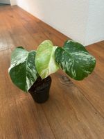 🤍Monstera albo Zimmerpflanze