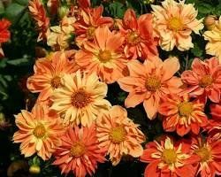Orange Dahlie - Dahlia variabilis 'Sunny Reggae' - 30 Samen