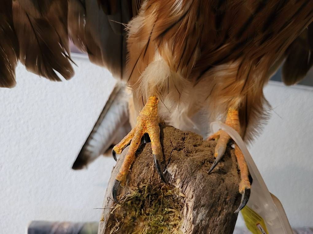 Il mondo degli animali: Rotmilan präperation – Usato da Wittenbach venduto da AquaSafe 4
