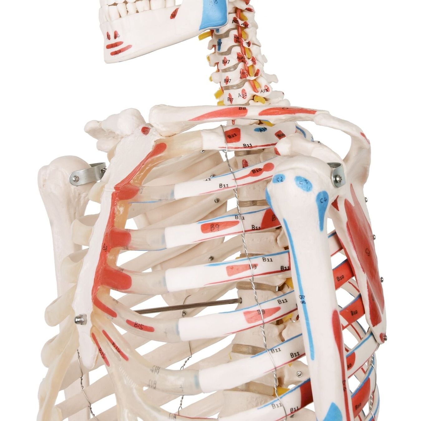 Kit di modellismo & Modellini statici: Menschliches Anatomie Skelett 181 cm – Nuovo e nell'imballaggio originale da Bottighofen venduto da zaap 8