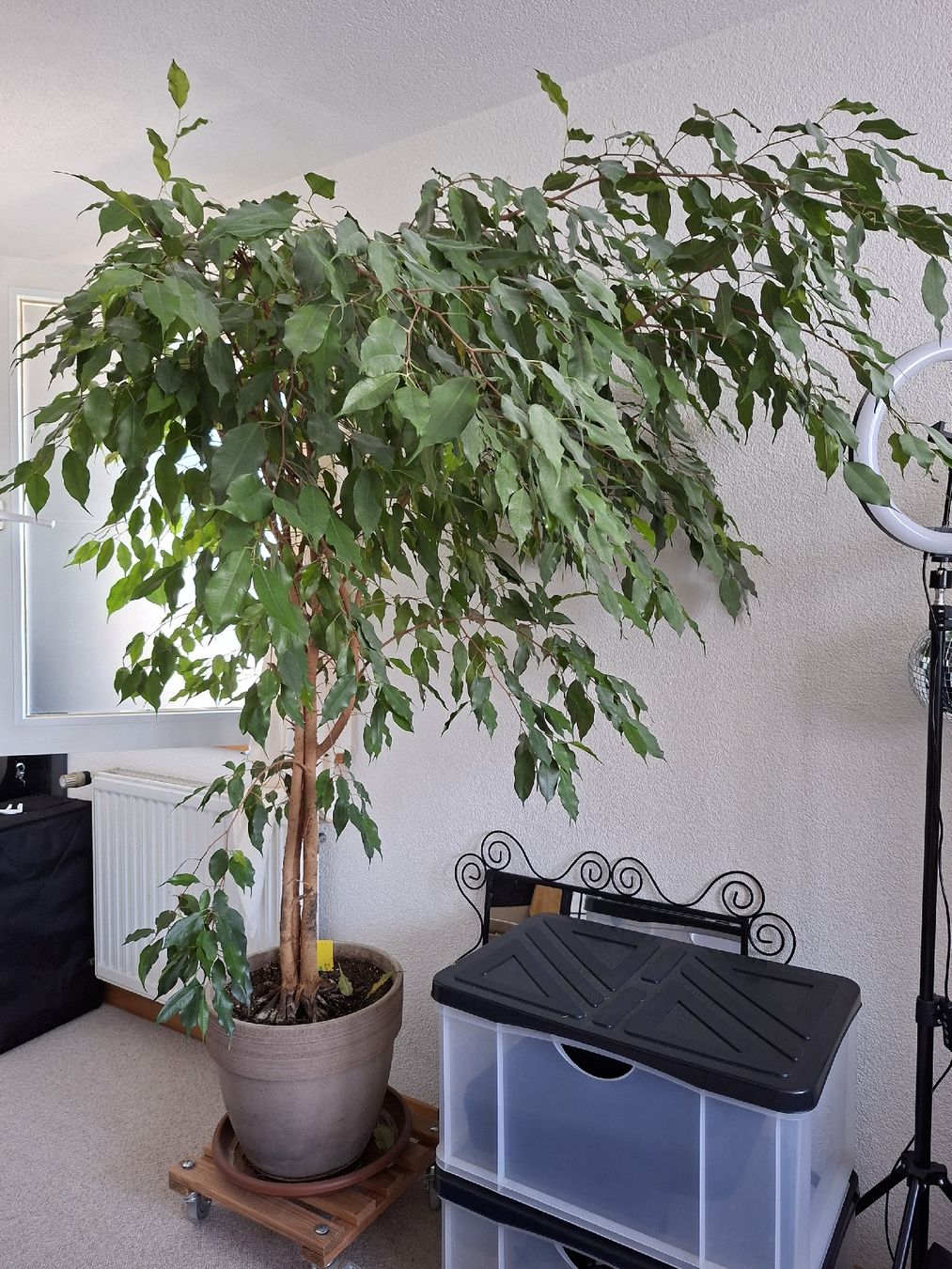 Pflanzen & Samen: Benjamin Ficus  – Gebraucht aus Biberist von Hope40 1