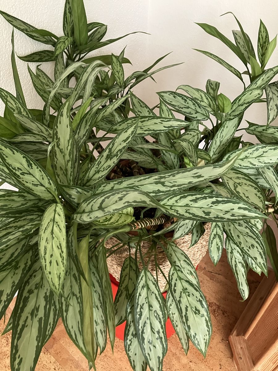 Plantes & graines: Hübsche Pflanze – D'occasion à Biglen par Maci2005 2
