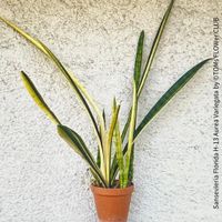Sansevieria Florida H-13 Aurea Variegata - Sammler-Pflanze