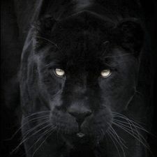 Profile image of Panthera-onca