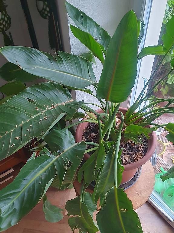 Plantes & graines: Grosse strelitzie  – D'occasion à Olten par stritten