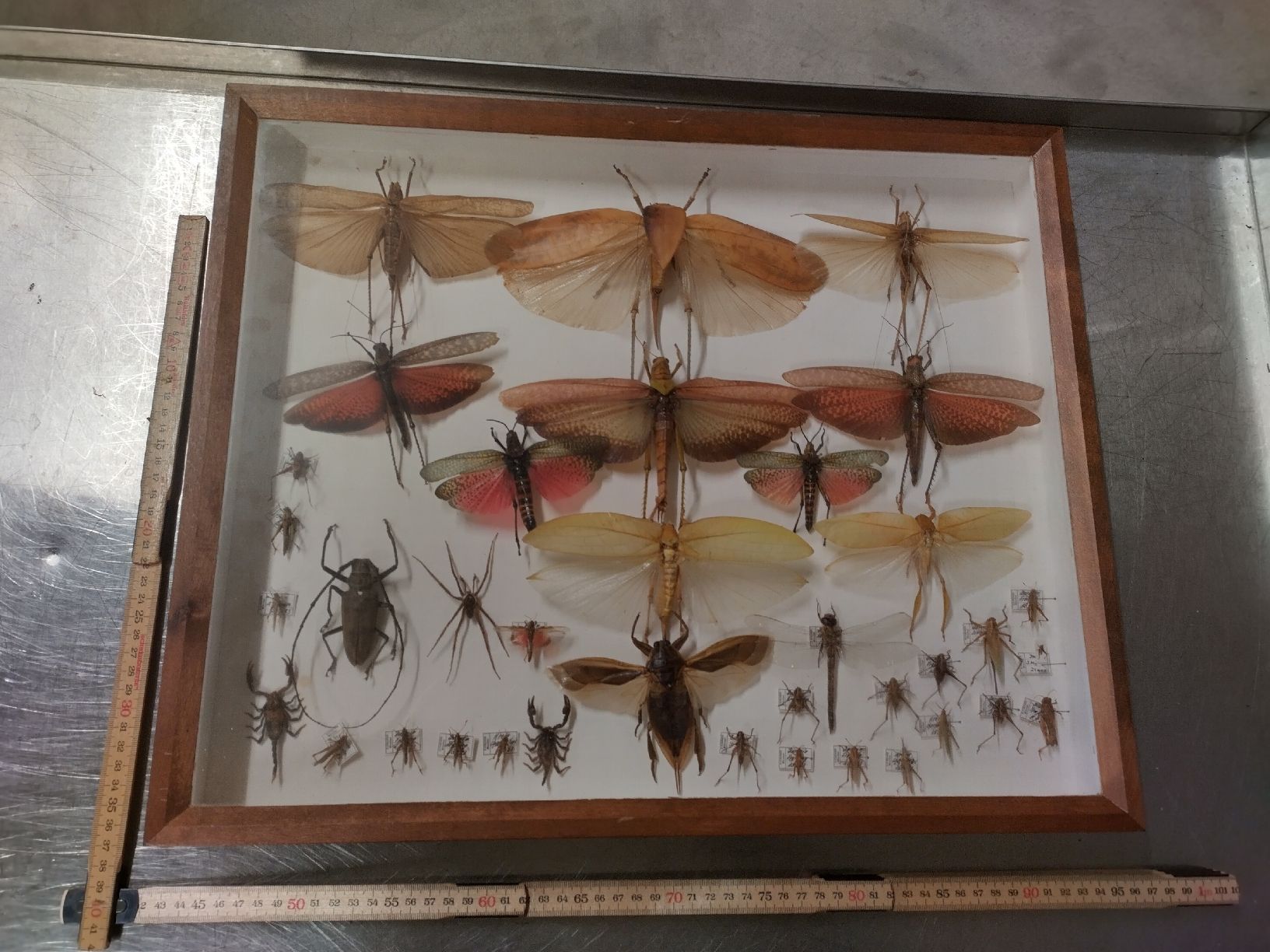 Il mondo degli animali: Insekten Sammlung gerahmt mit div. Arten z.B. Heuschrecke – Usato da Wettingen venduto da Bwalti