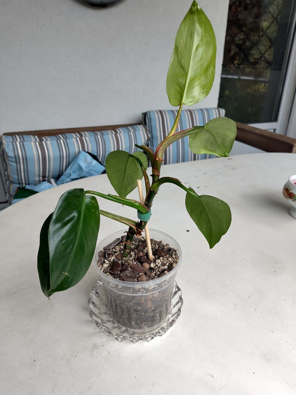 Pflanzen & Samen: Philodendron erubescens – Gebraucht aus Hinterkappelen von ale_jw55 1