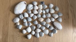 Echte Meeresmuscheln