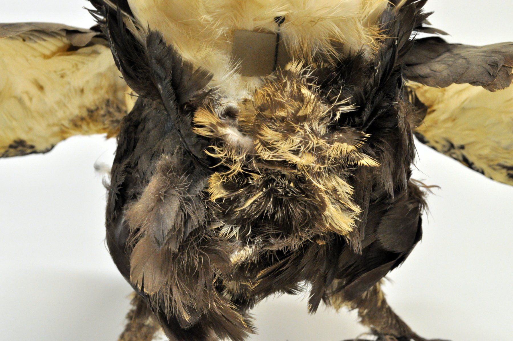 Il mondo degli animali: Tétras lyre naturalisé – Usato da Neuchâtel venduto da Neuchatel 7