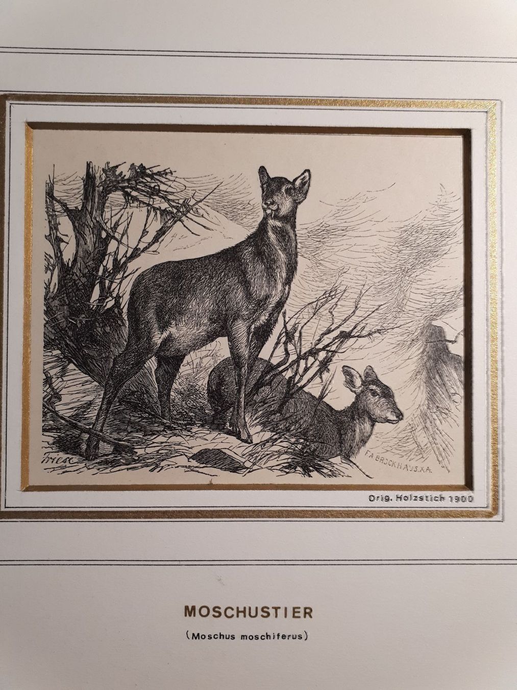 Gravures: Moschustier – D'occasion à Dietikon par Buchantiqdietikon 1