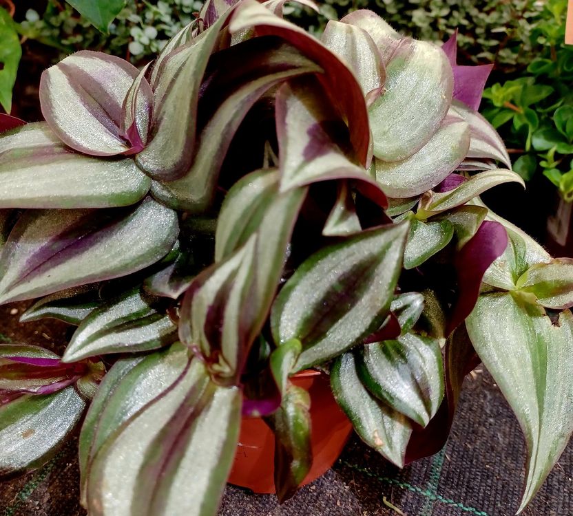 Kletternde Zierpflanze TRADESCANTIA ZEBRINA PURPOSII 15 cm Kaufen auf