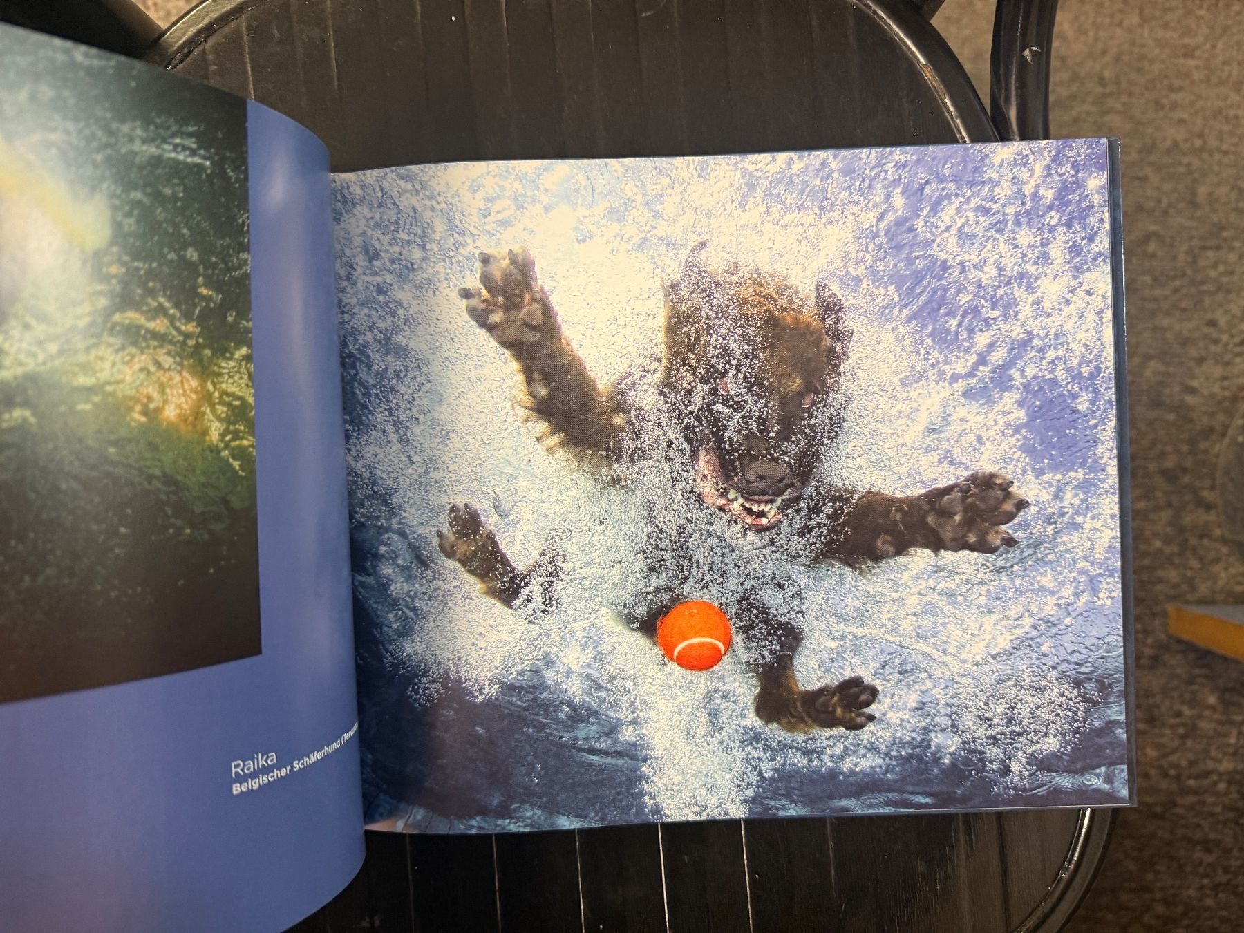 Livres: Hunde unter Wasser – D'occasion à Dietikon par Buchantiqdietikon 4