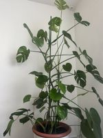 Monstera Deliciosa Pflanze in Topf gebraucht
