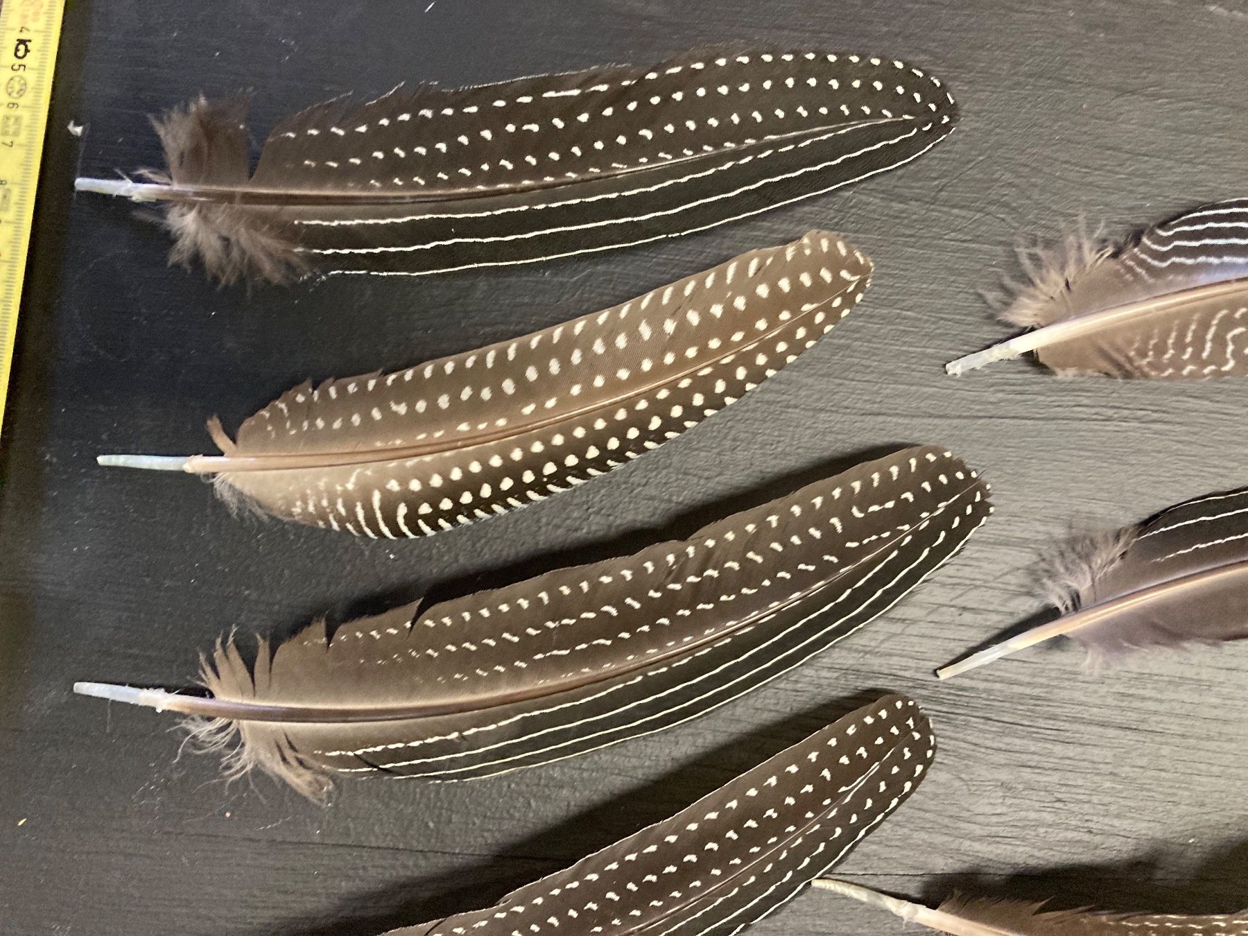 Il mondo degli animali: Geier-Perlhuhn Federn – Difettoso da Grosswangen venduto da arum01 1