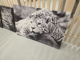 Leinwandbild Leoparden Wanddeko 3er Set + 2 Bilder Pack