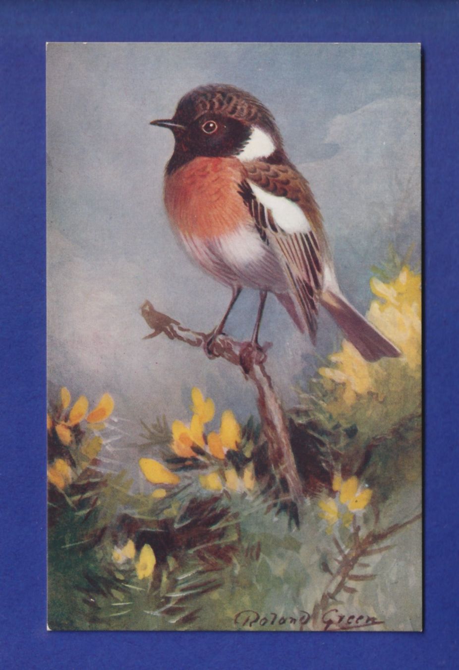Cartes postales: OISEAU - Traquet – D'occasion à Pully par nicecards-shop
