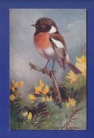 OISEAU - Traquet