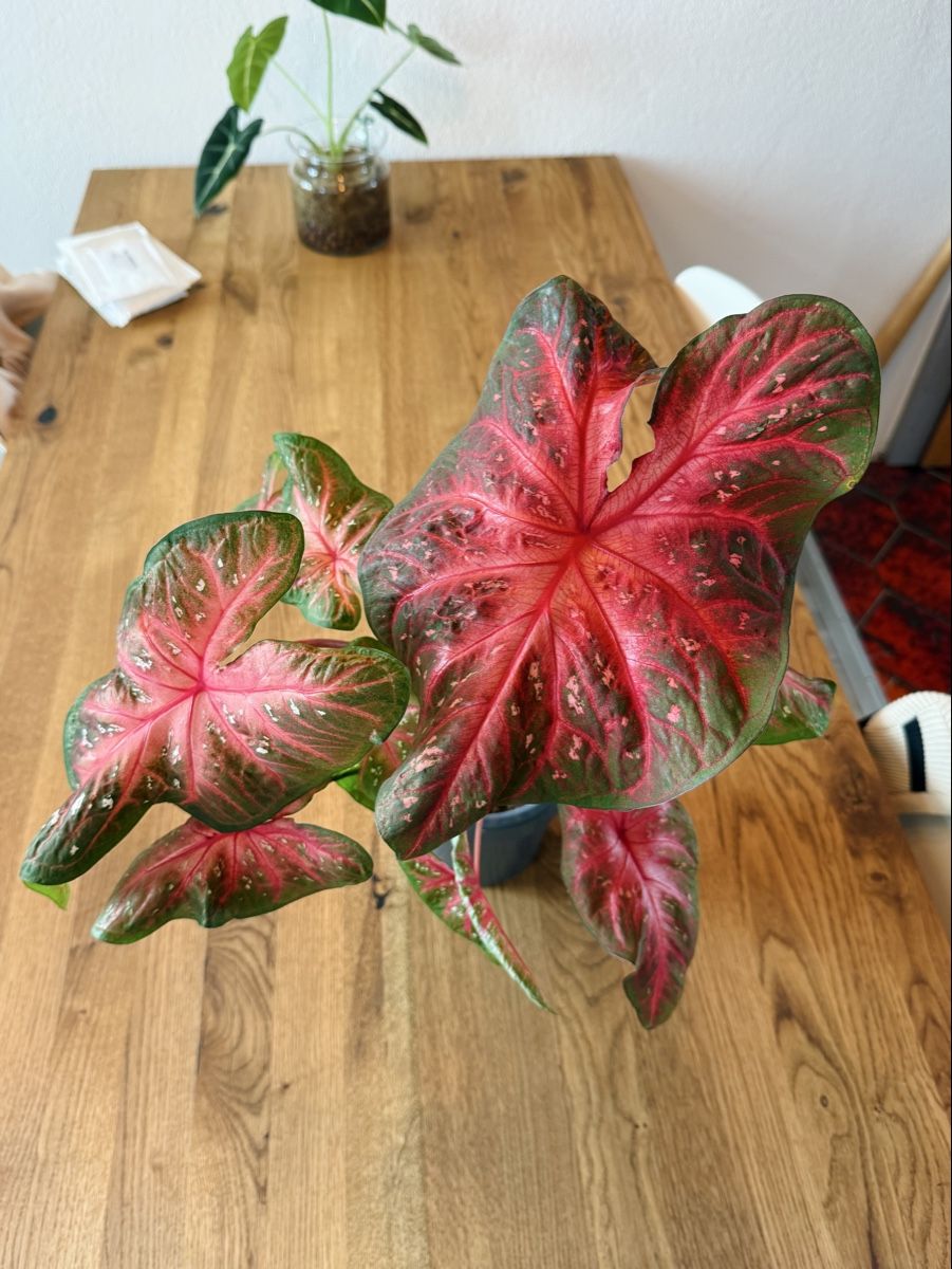Pflanzen & Samen: Caladium Fast Flash – Neu (gemäss Beschreibung) aus Wald ZH von 2kndPlant 1
