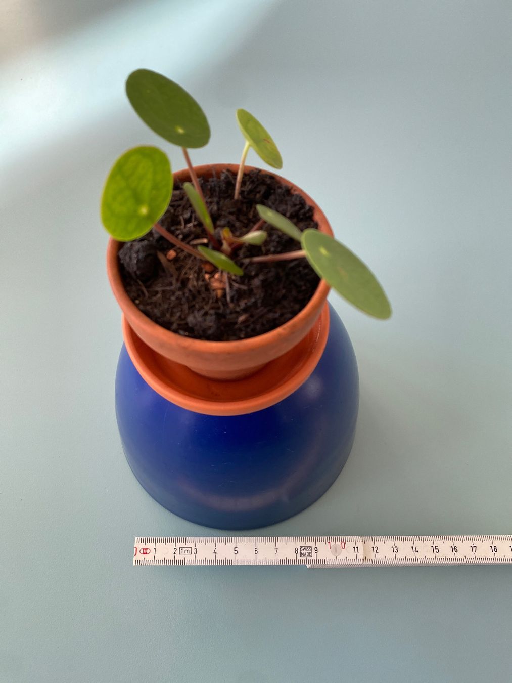 Piante & sementi: Pilea, Geldbaum/ Dollarpflanze, Baby – Nuovo (secondo la descrizione) da Zürich venduto da echt01 2