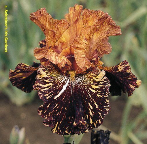 Piante & sementi: Iris Germanica Spiced Tiger – Usato da Roggwil venduto da Samonlinetrade