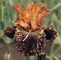 Iris Germanica Spiced Tiger