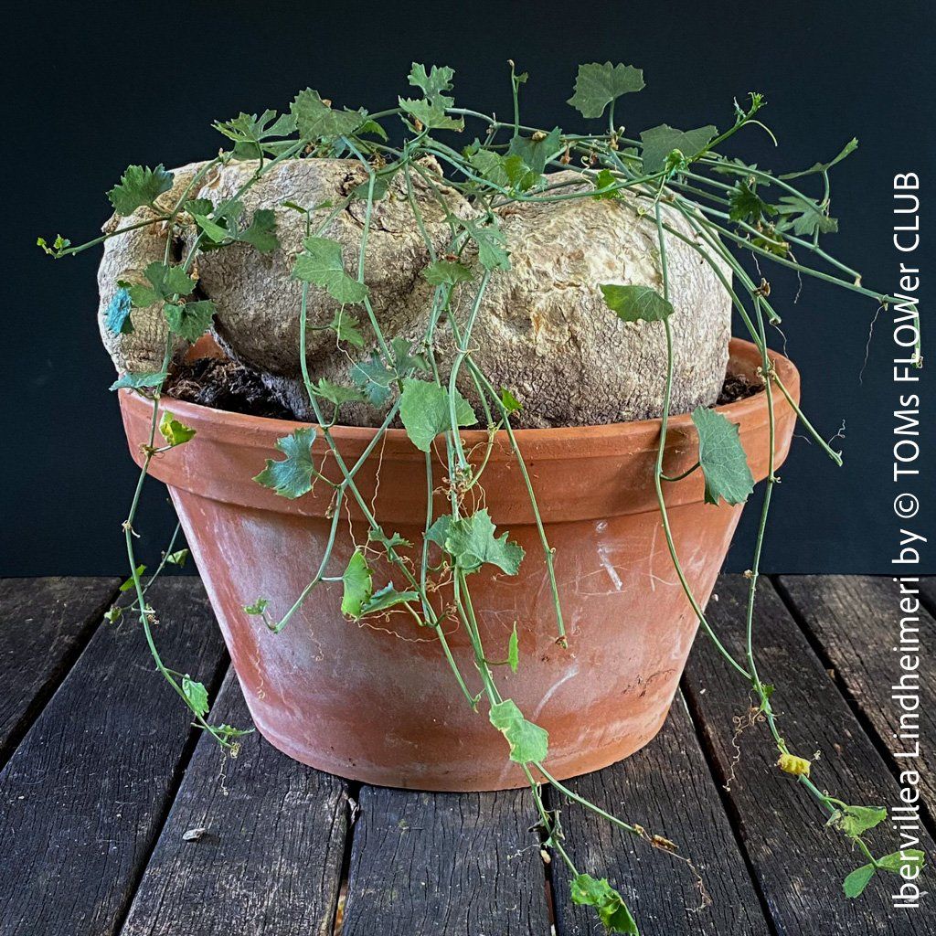 Plantes & graines: Ibervillea Lindheimeri - einfach nur einzigartig – Neuf avec emballage d'origine à Adliswil par astom369 4
