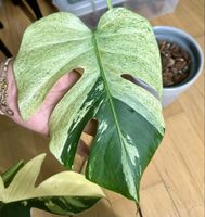 Monstera Jungle Mint🌿💗