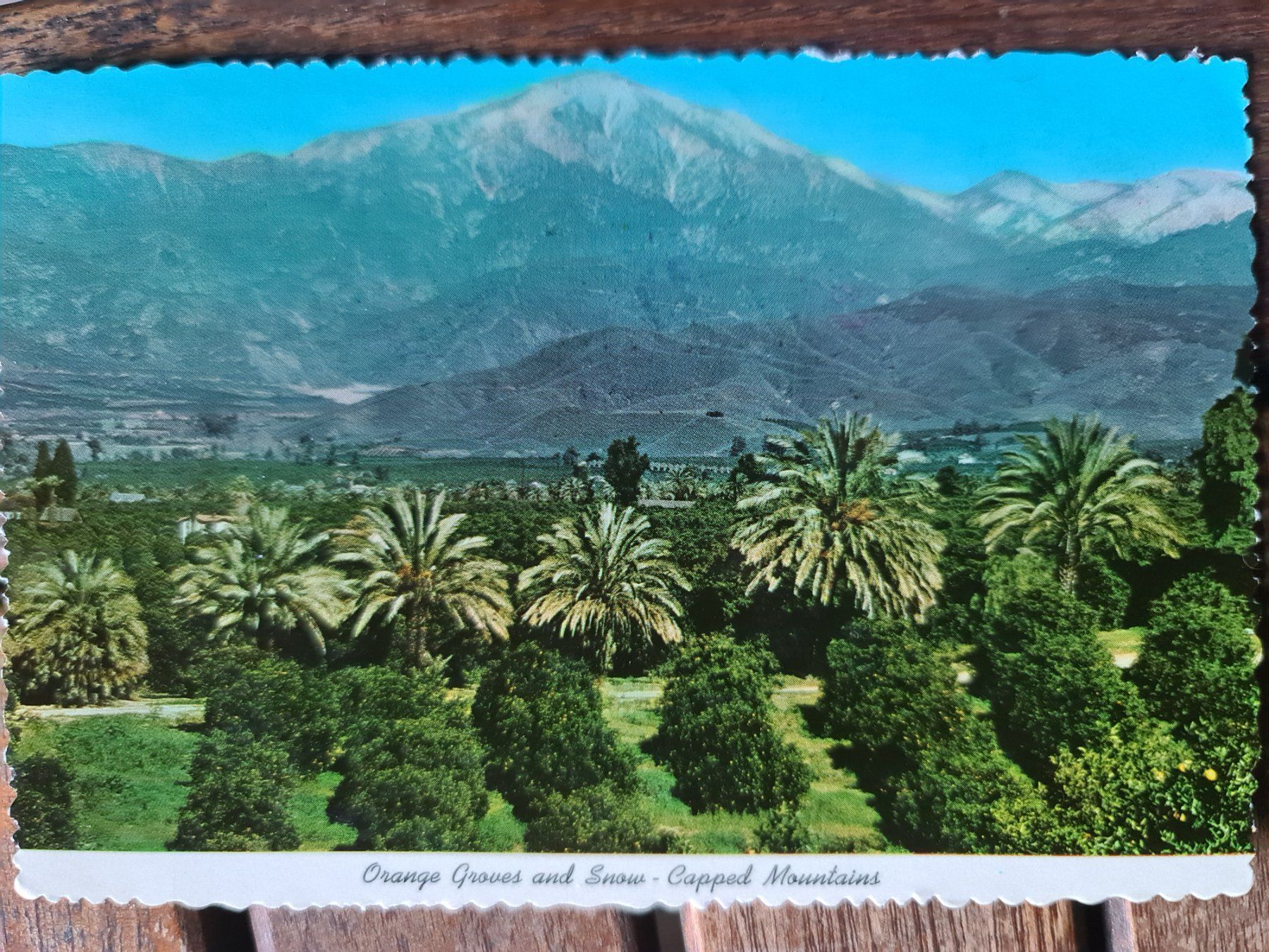 Cartoline postali: Ansichtskarte Orange groves california – Usato da Dintikon venduto da Vexi