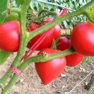 Piante & sementi: Tomate Ana Russian 15g – Nuovo (secondo la descrizione) da Bremblens venduto da FIBONACCI369