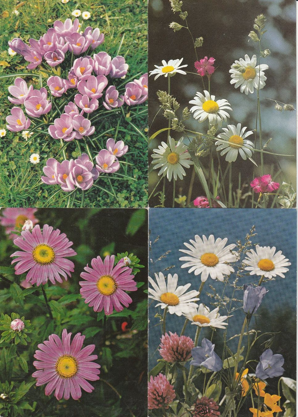 Cartoline postali: 40 Schöne Blummenkarten – Usato da Lumbrein venduto da made02 4