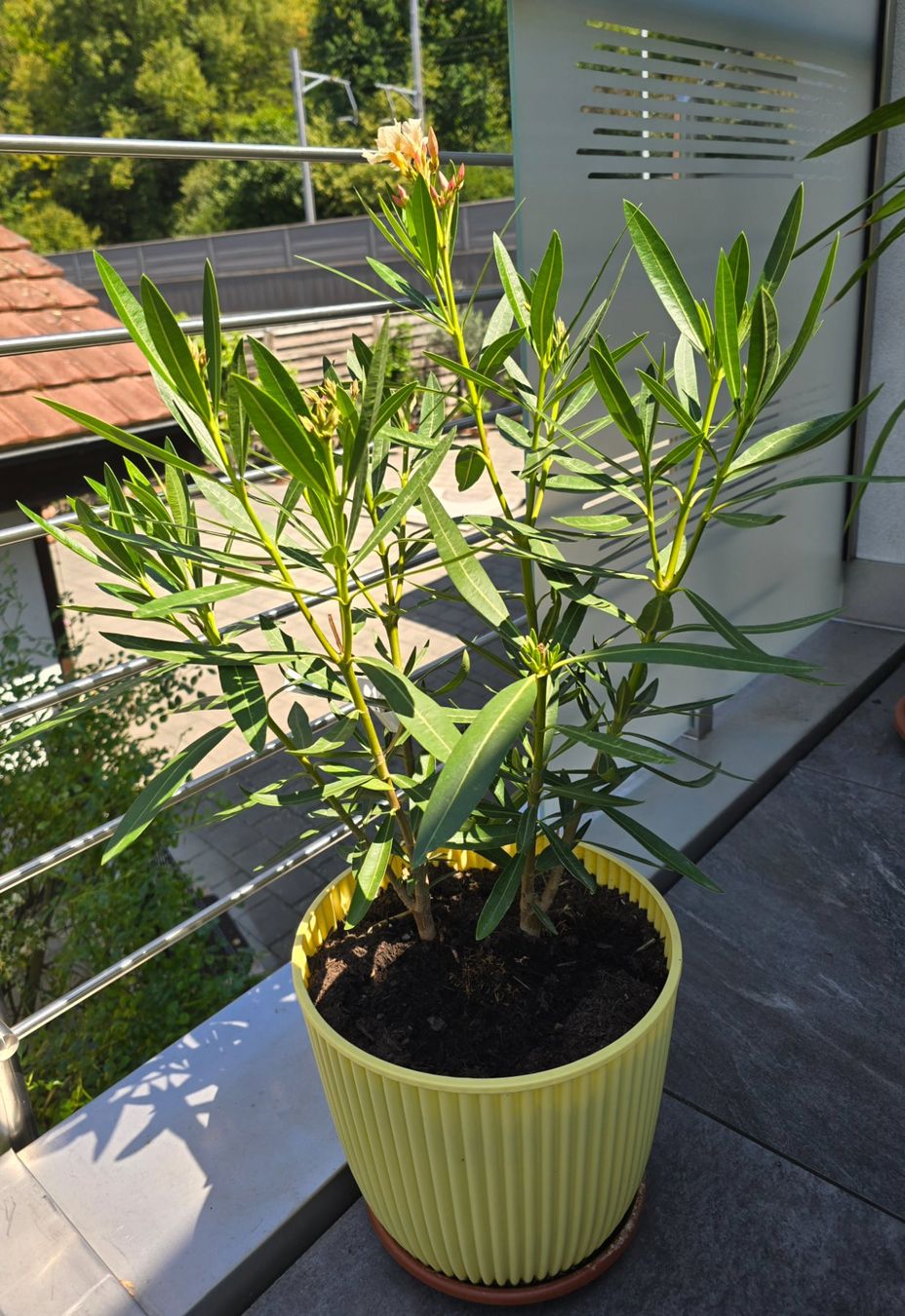 Plantes & graines: Oleander mit Topf – D'occasion à Aarburg par popkorn65 2