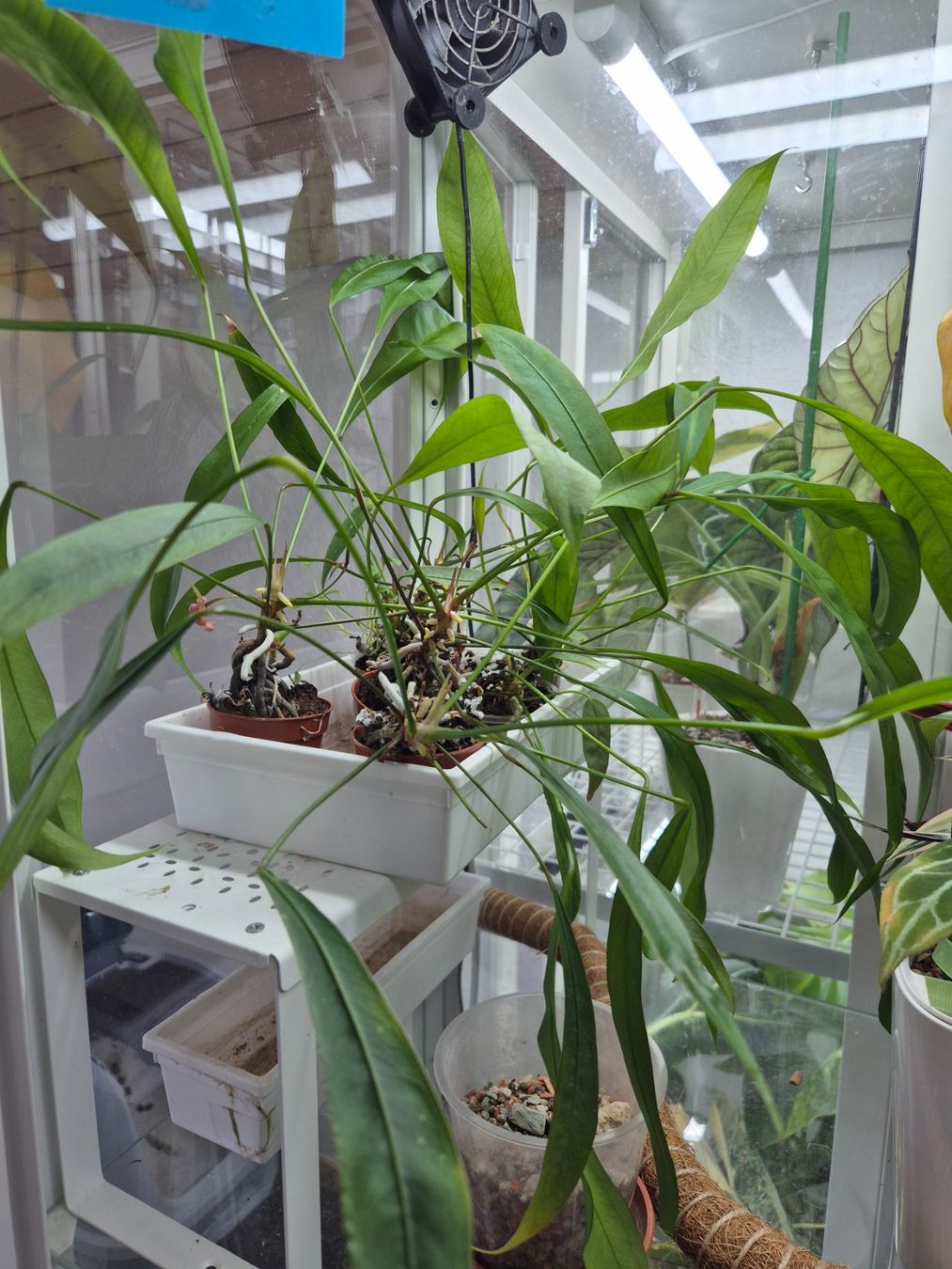 Piante & sementi: Anthurium Vittarifolium Pflanze 1x – Nuovo (secondo la descrizione) da Mols venduto da s3lin4splnts 1