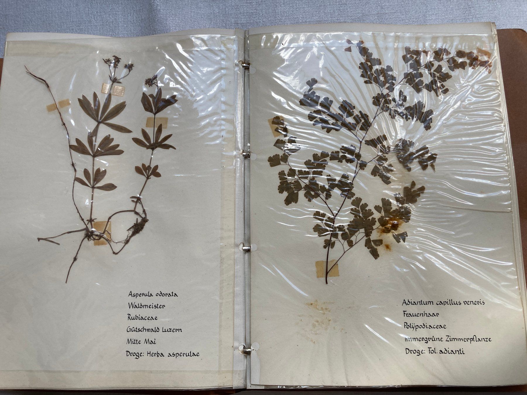 Libri: Botanisches Herbarium mit Heilpflanzen – Usato da Horgen venduto da Goros 3