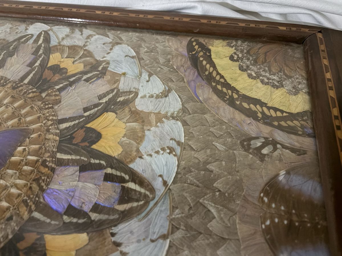Poster & Bilder: Brasilianisches Morpho Schmetterlingsflügel-Tablett – Gebraucht aus Schlieren von pauley102 2