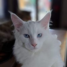 Profile image of crazydream