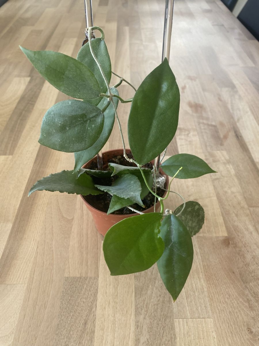 Piante & sementi: Hoya caudata Sumatra – Usato da Alchenflüh venduto da smart-