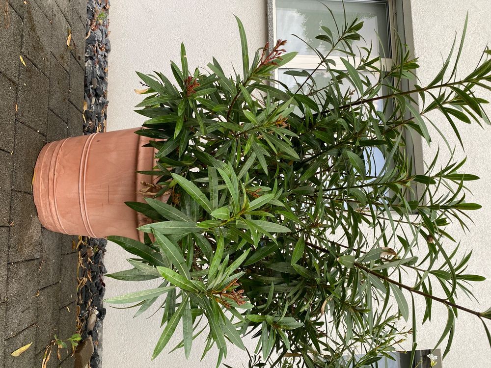 Oleander riesig mit Topf | Kaufen auf Ricardo