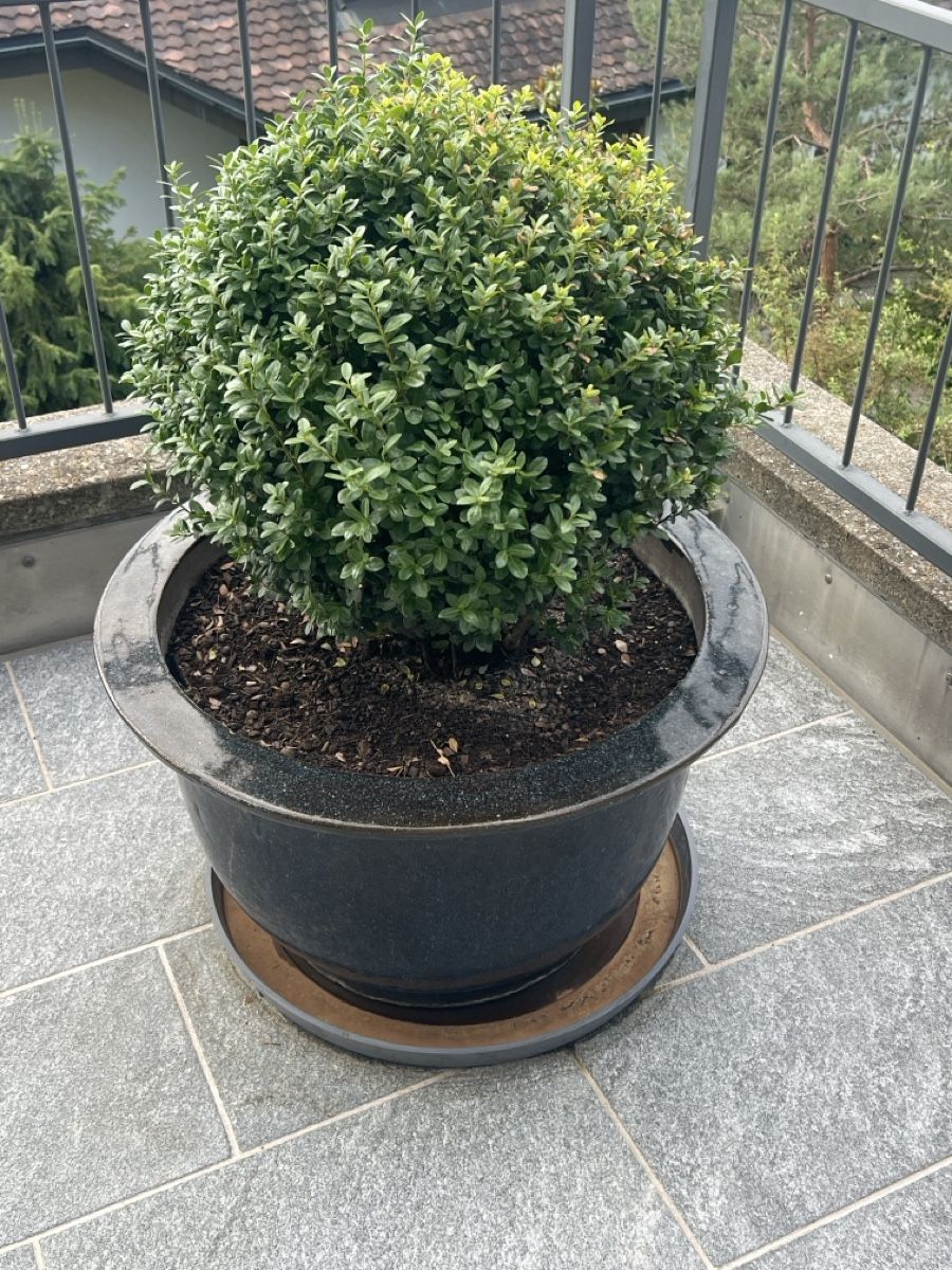 Pflanzen & Samen: Japanische Stechpalme mit Topf – Gebraucht aus Baar von kri_m7t2