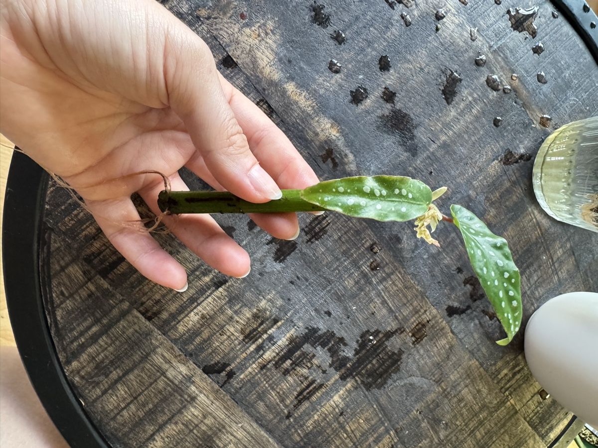 Piante & sementi: Begonia Maculata Ableger – Usato da Villnachern venduto da Lommy 1