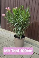 Oleander Tricolor