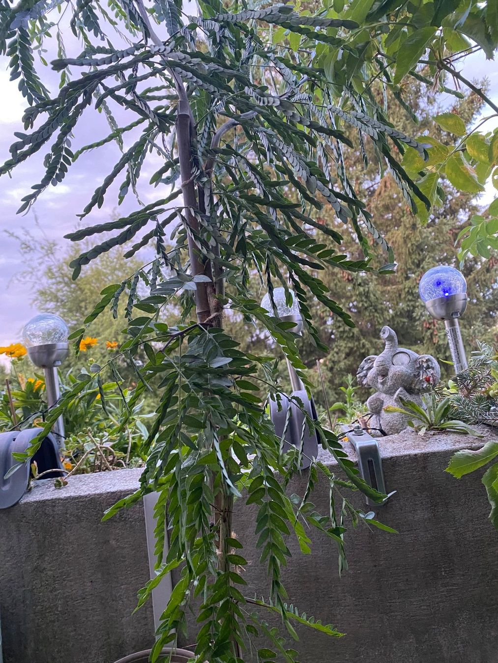 Piante & sementi: Amerikanische Gleditschie, für Balkon oder Garten mit Topf – Usato da Hochfelden venduto da powerplay61 2