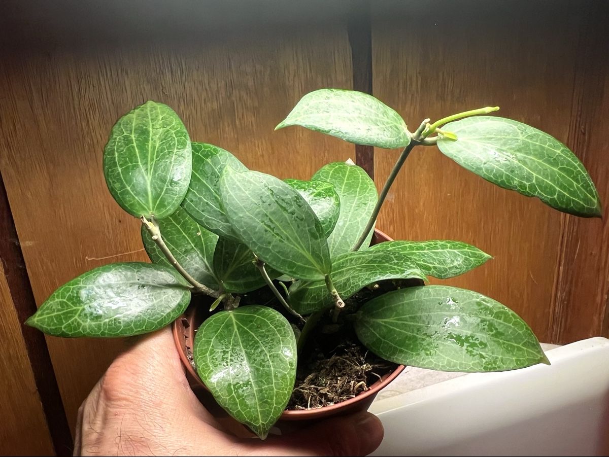 Pflanzen & Samen: Hoya fitchii – Gebraucht aus Chevenez von ric_v6s7 2