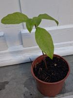 Avocado-Setzling
