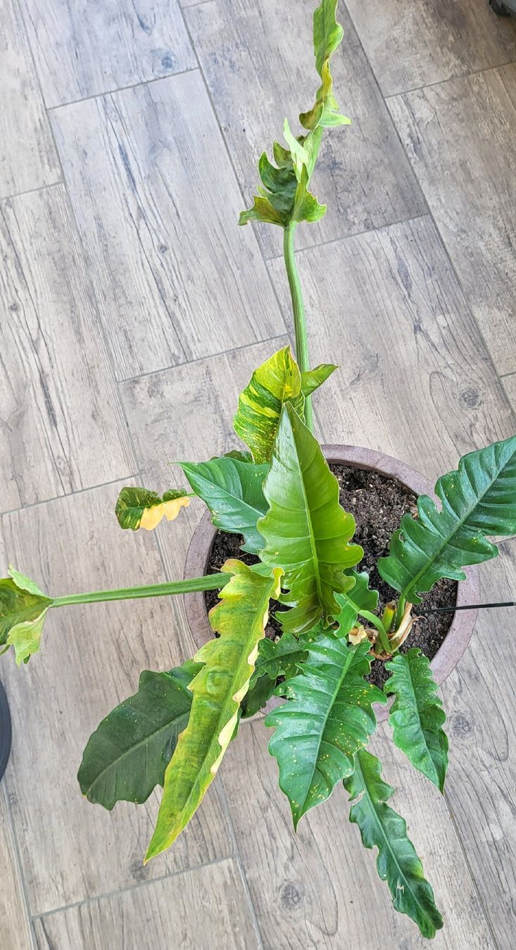 Piante & sementi: 2 im einem Philodendron ring of fire – Usato da islikon venduto da mir_8cbw 3
