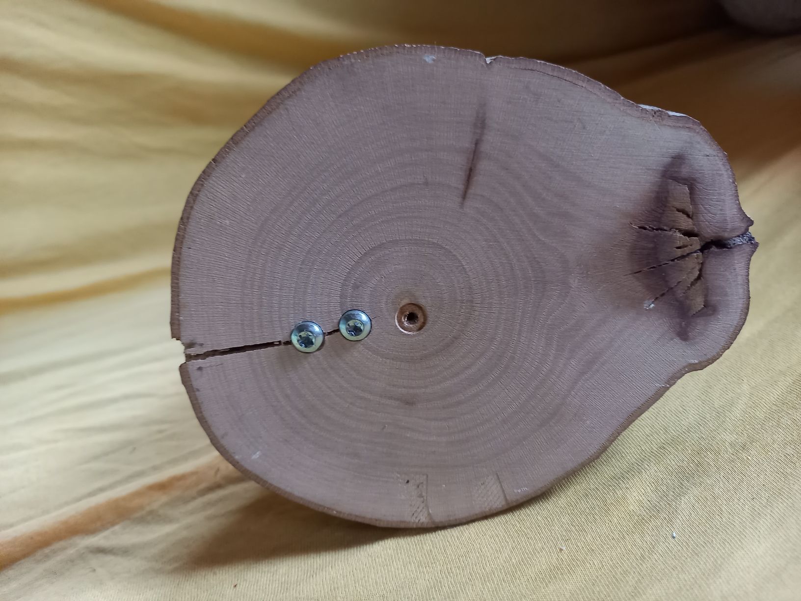 Altre raccolte & rarità: Schöne Gams -  Trophäe auf  Holzsockel – Usato da Galgenen venduto da Allerlei8854 7