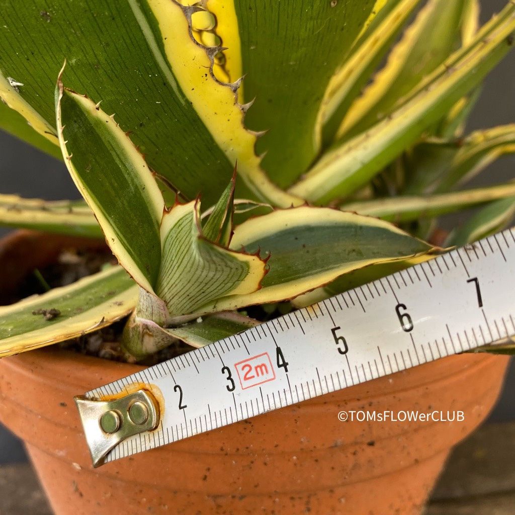 Piante & sementi: Agave Lophantha Variegata Quadricolor - top robust – Nuovo e nell'imballaggio originale da Adliswil venduto da astom369 8