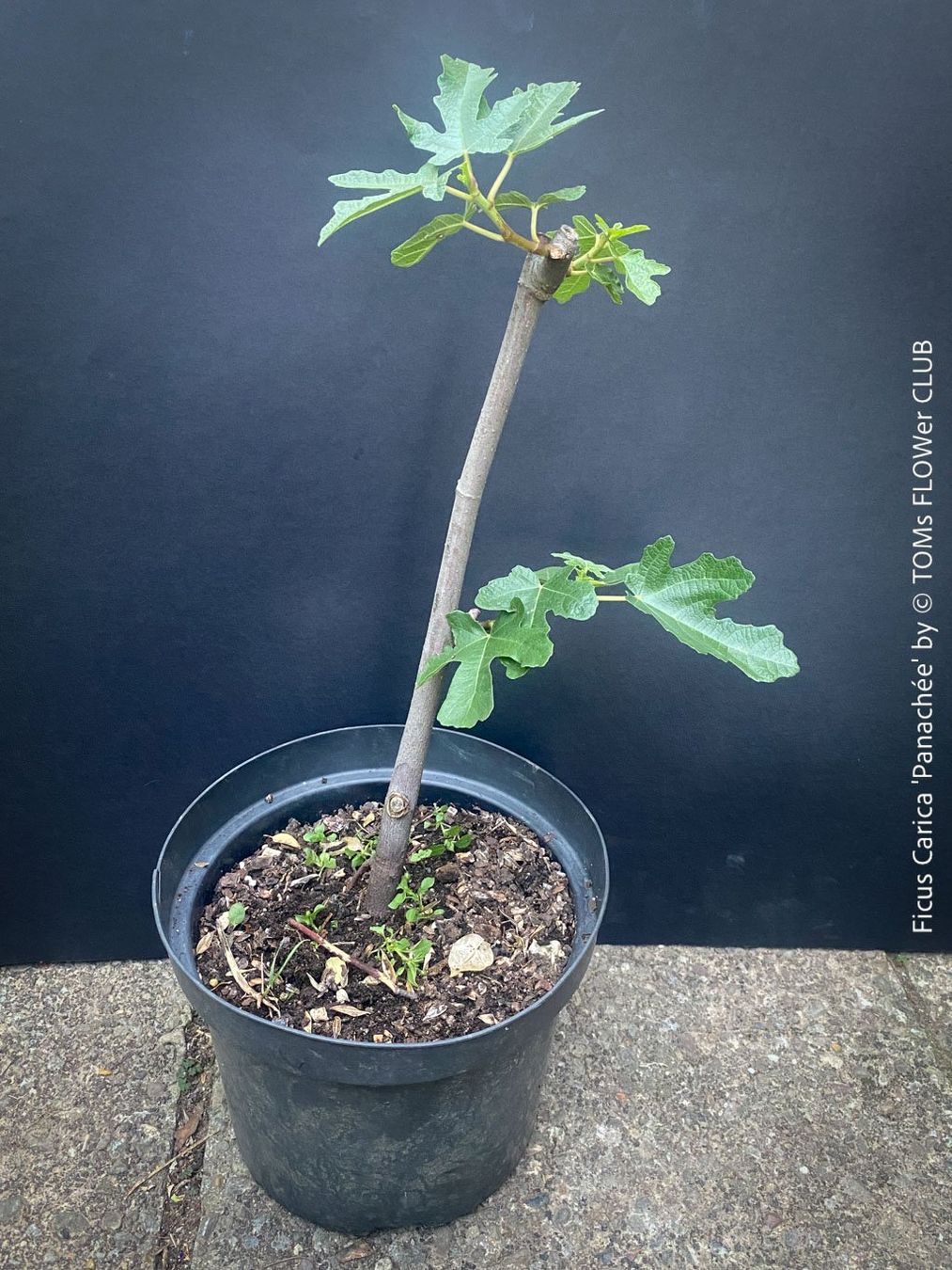 Plantes & graines: FICUS CARICA PANACHÉE - einzigartig gestreifte Feige – Neuf avec emballage d'origine à Adliswil par MarkyForest 3